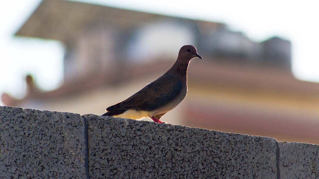 Bird sitting on concrete wall
